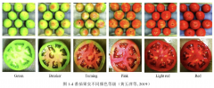 高光谱成像系统FS20系列针对番茄果实熟度的研究